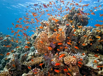 修复后的蜈支洲岛珊瑚礁 吸引众多
