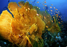 海南科学开展珊瑚礁修复工作 修复