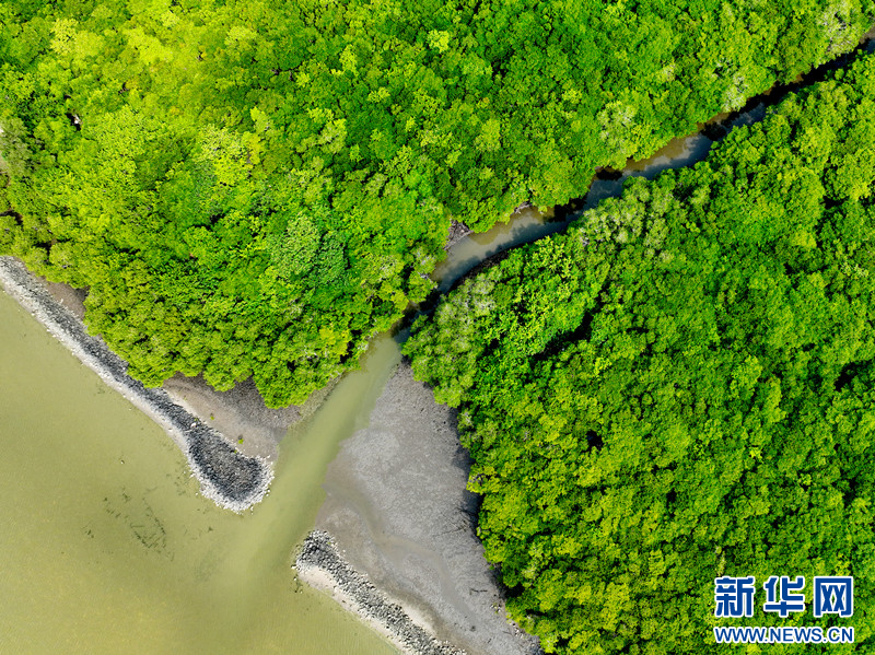 海南文昌持续推进红树林湿地生态修