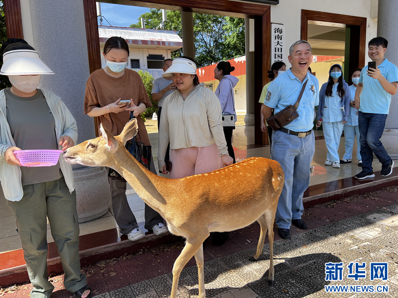 行走中国｜海南坡鹿：从极度濒危到