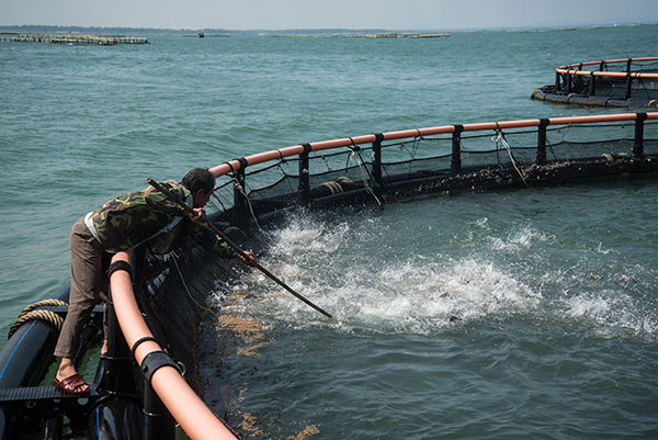 90秒锁定亚洲最大规模深水网箱养殖基地