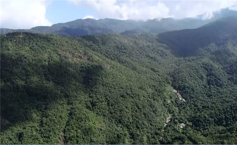 热带雨林看昌江 感受昌江霸王岭国家森林公园