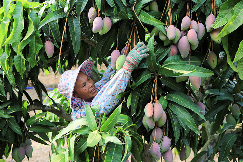 海南三亚：依附自然优势 做大芒果产业