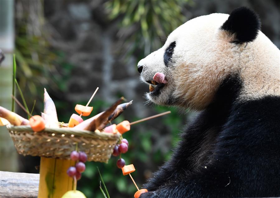 海口：大熊猫“撸串”迎新年