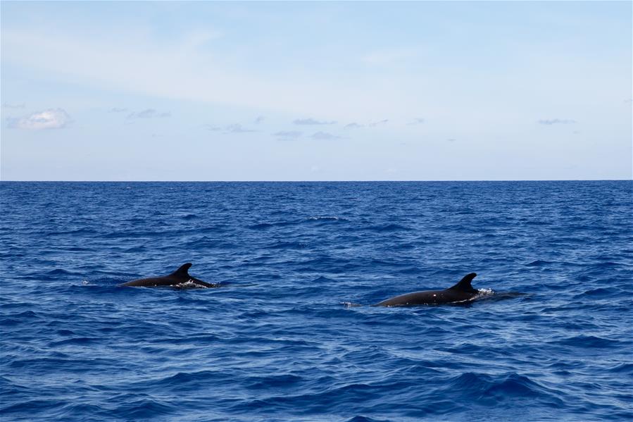 我国南海北部某海域首次发现伪虎鲸