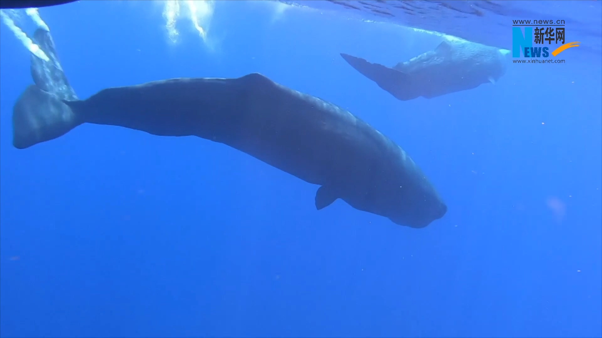 抹香鲸家族二度亮相 母子伴游潜碧浪