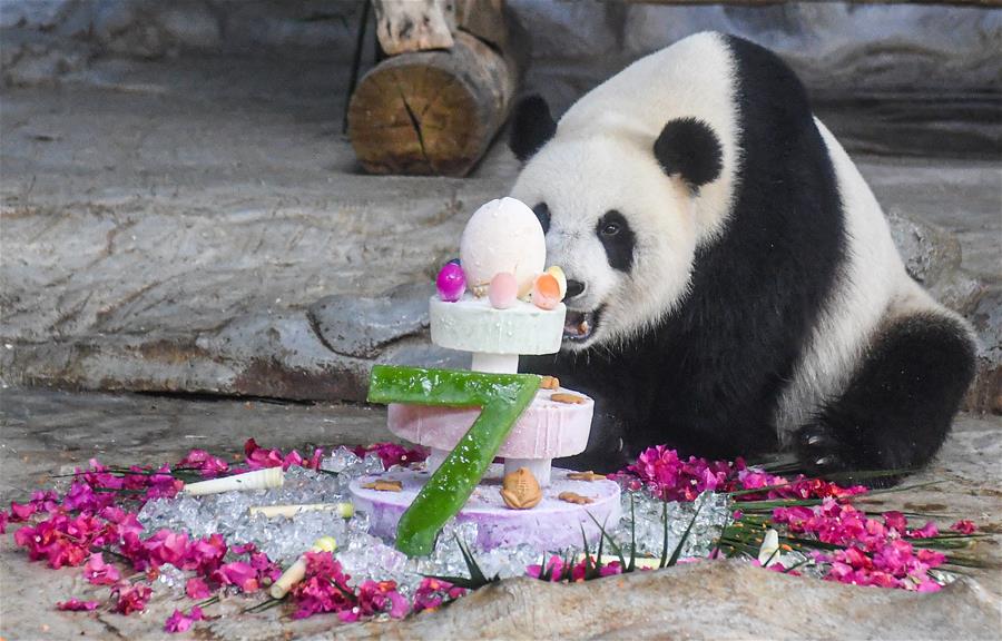 海口：大熊猫“贡贡”和“舜舜”迎来7岁生日