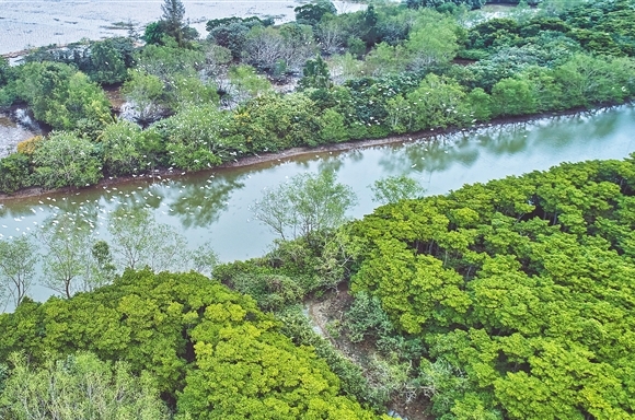 海口东寨港湿地生态修复工程建设完工