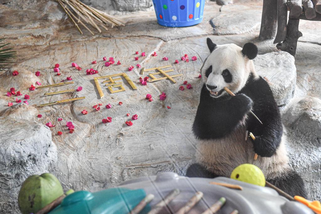 海口：庆祝熊猫兄弟登岛三周年
