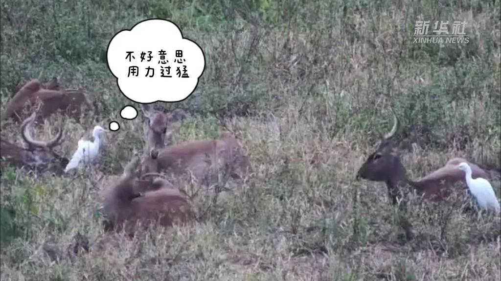 牛背鹭有多“皮”？国家一级保护动物海南坡鹿“领教”到了！