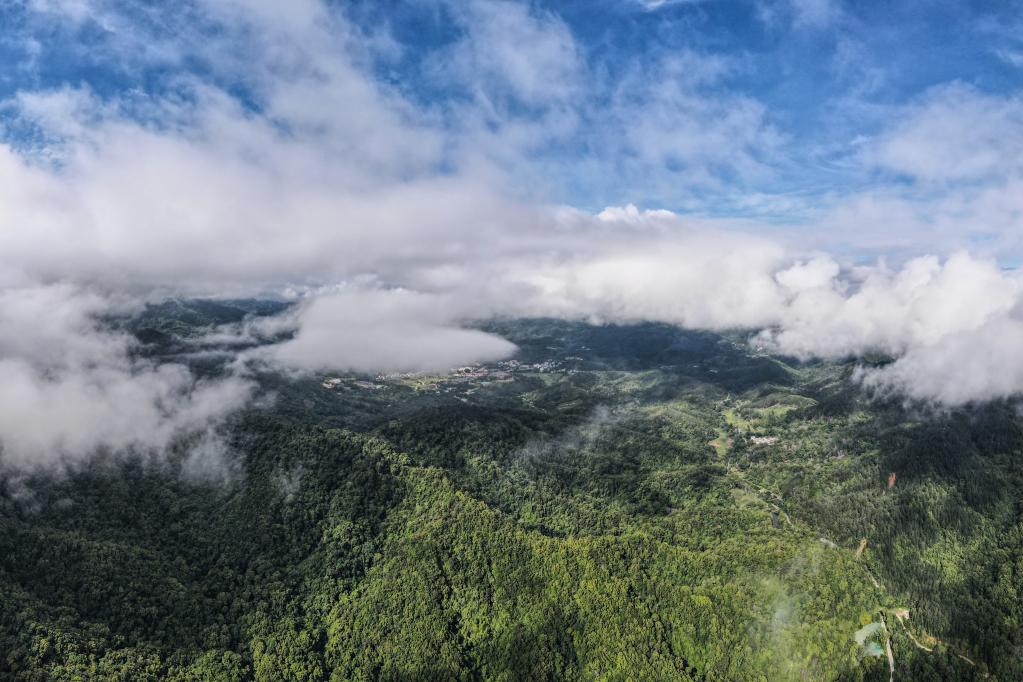 國際生物多樣性日：探海南熱帶雨林 聽萬物交響樂章