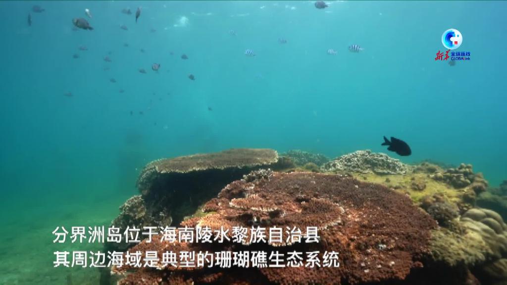 全球连线｜海底“植树造林”：海底种珊瑚 守护一片蔚蓝