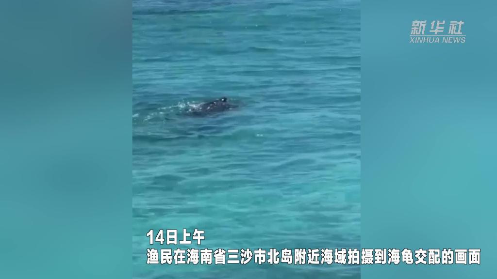 难得一见！渔民在海南省三沙市北岛附近海域拍摄到海龟交配画面