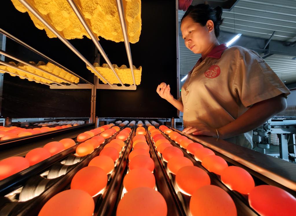 海南：文昌鸡造就“百亿产业”