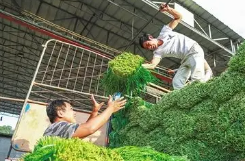 海南调拨190吨应急储备蔬菜支援三亚等6市县