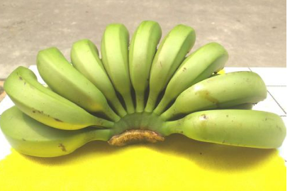 海南香蕉陆续上市，如何科学采摘、储运香蕉？