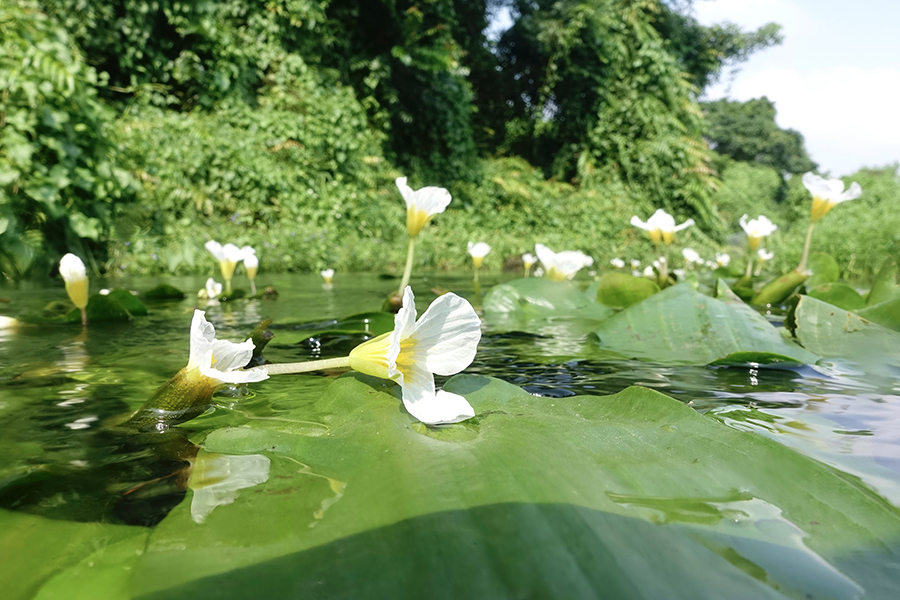 湿地里的“护花使者”——守护水菜花守住生态美