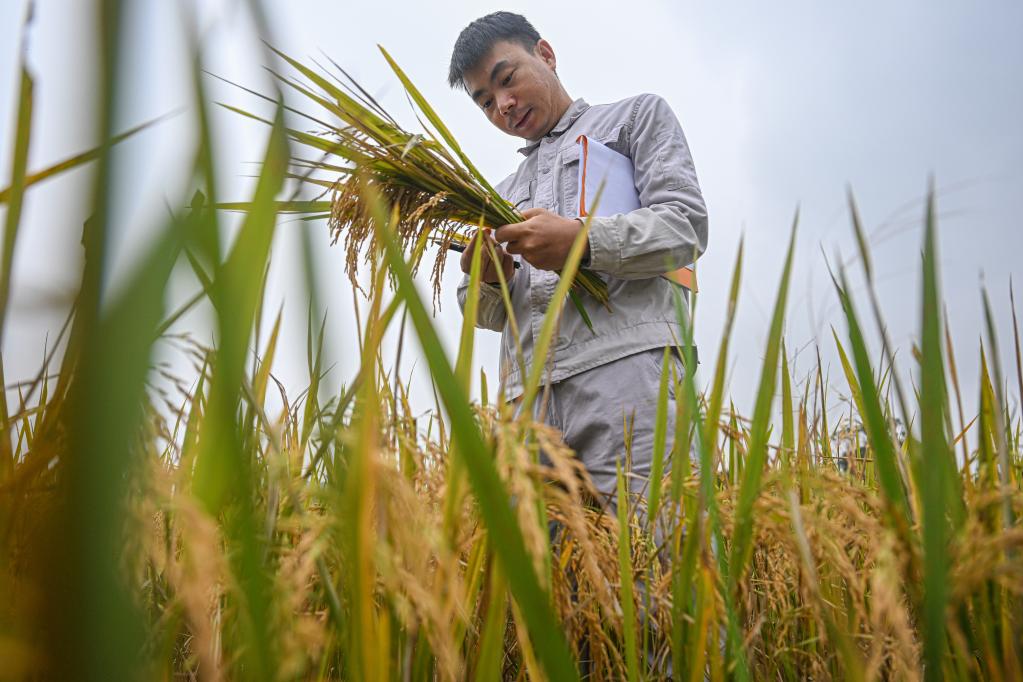 新华全媒+ | 寻找一份稻种——为改良水稻多一份可能