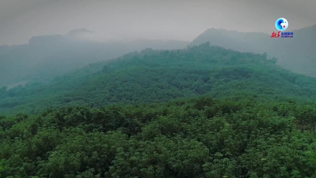 全球连线｜海南热带雨林国家公园建设助力海南长臂猿保护