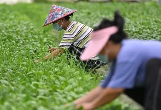 海南省鼓励科技人才深入农业生产第一线