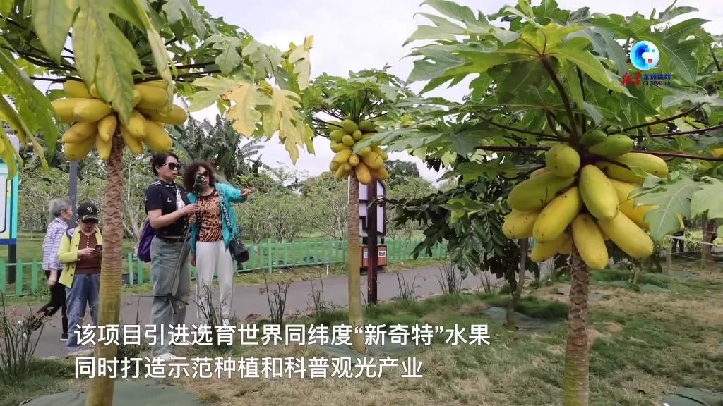 全球連線｜海南農業對外開放合作結碩果