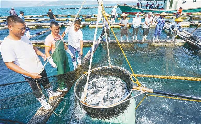 今年海南首批章雄鱼苗出口日本