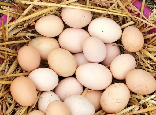 海南鲜鸡蛋首次供应澳门